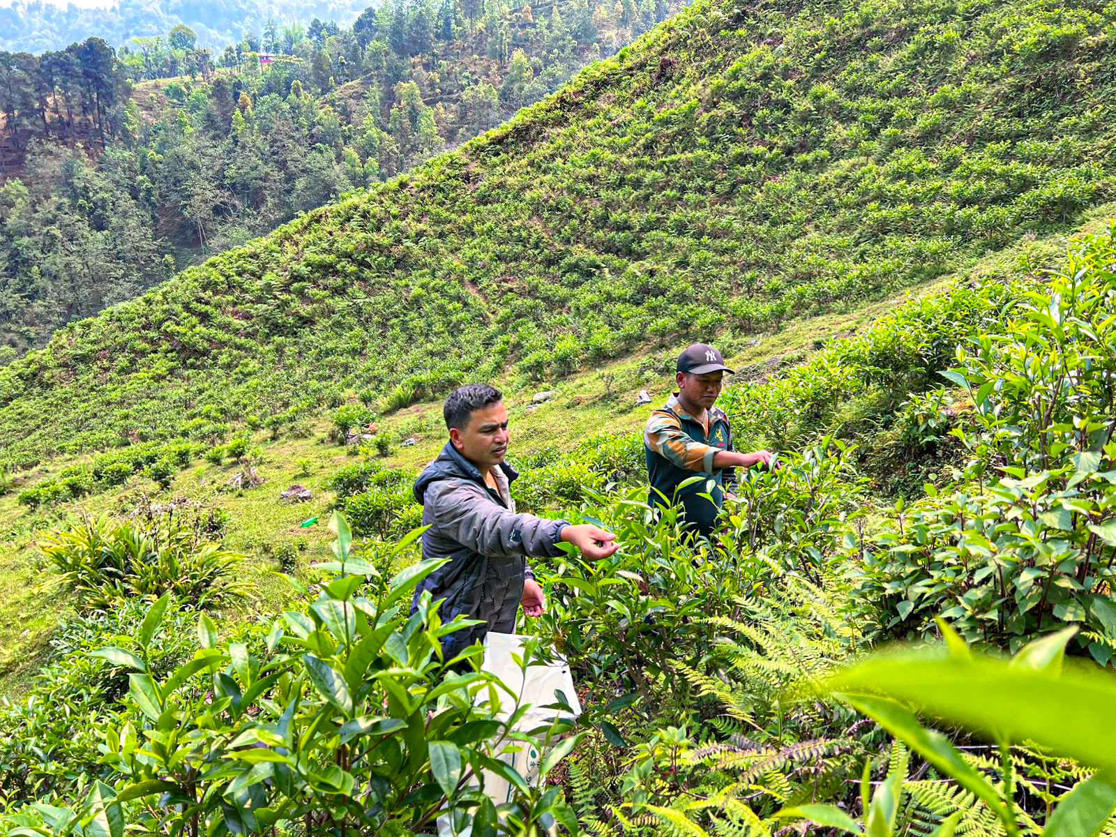 वडाध्यक्षको एउटा जुक्तिले बाँझो बनेको जमिन चियाले ढाकियाे